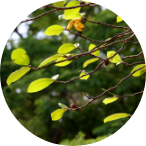 tree-with-beautiful-leaves